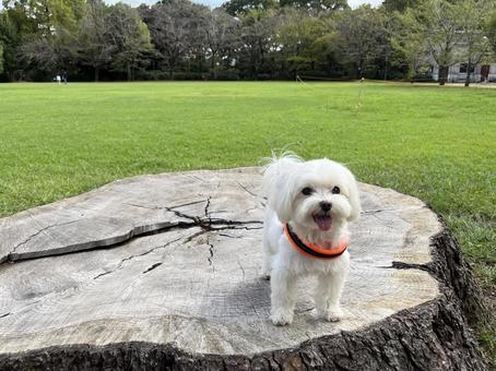 切株と犬 犬,マルチーズ,犬の散歩の写真素材