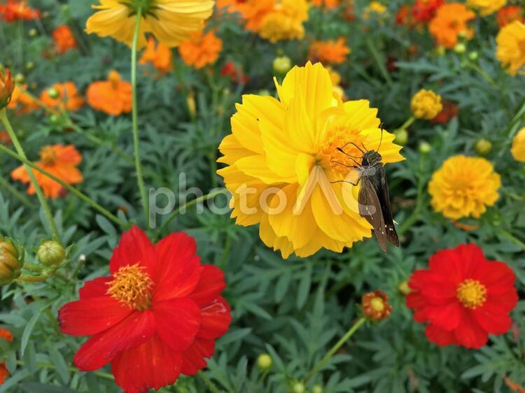 虫と花 秋,花,蜜の写真素材
