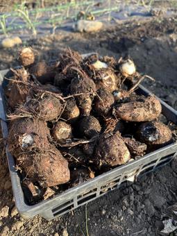 市民農園の里芋の収穫 里芋,さといも,秋の写真素材