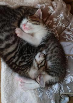 すやすや、輪になってお休み すやすや、輪になってお休みの写真