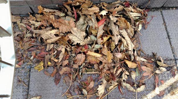 落ち葉 落ち葉,枯れ葉,秋の写真素材