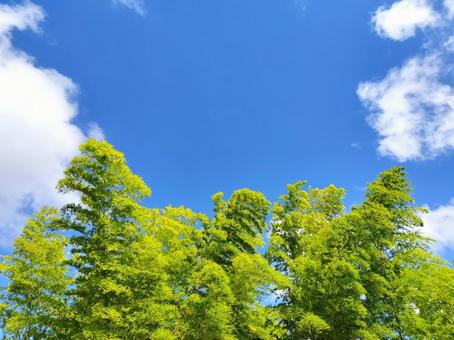 Photo, bamboo forest, natural, blue sky, 