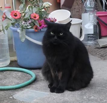 ヨークチョコレート 黒猫,動物,風景の写真素材