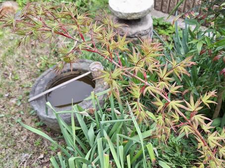 モミジ モミジ 庭園,日本庭園,日本の写真素材