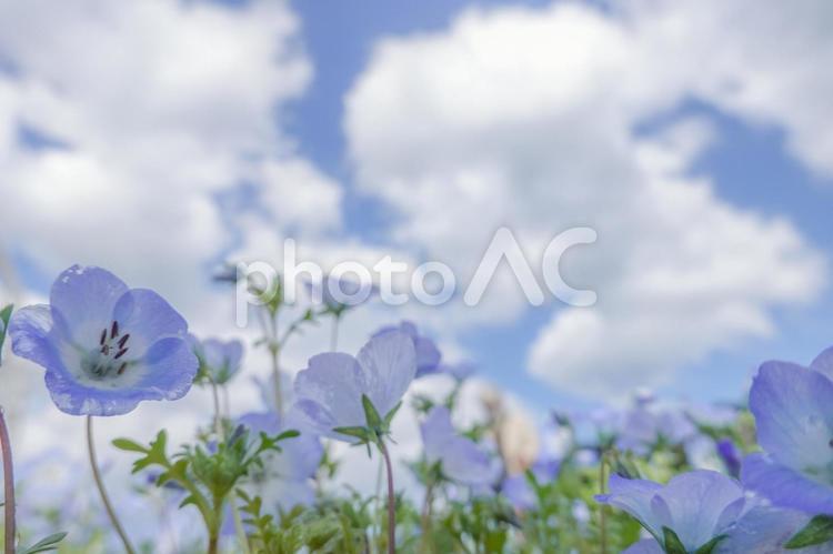 青空とネモフィラ ネモフィラ,青,春の写真素材