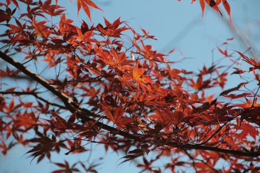 20211119京都市内紅葉写真 20211119京都市内紅葉写真の写真