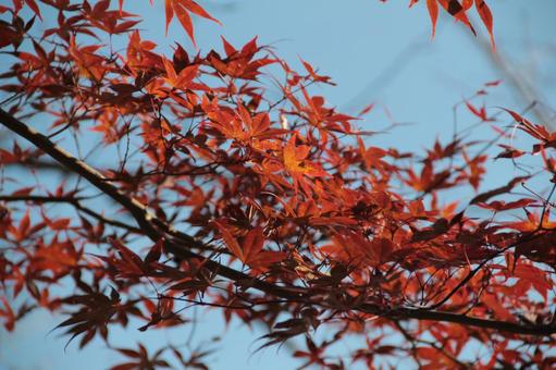 20211119 Autumn leaves photo in Kyoto city, خشب القيقب, فصل الخريف, جبل, JPG