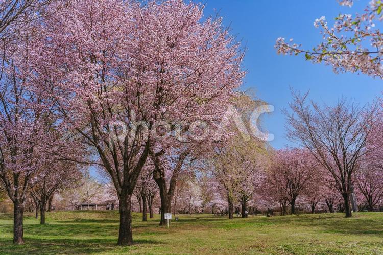 満開の赤城南面千本桜 日本,群馬,前橋の写真素材