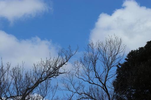 木の下から見上げた青空の写真