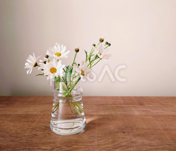ガラスの花瓶に挿したマーガレット① テーブルフラワー,白,マーガレットの写真素材