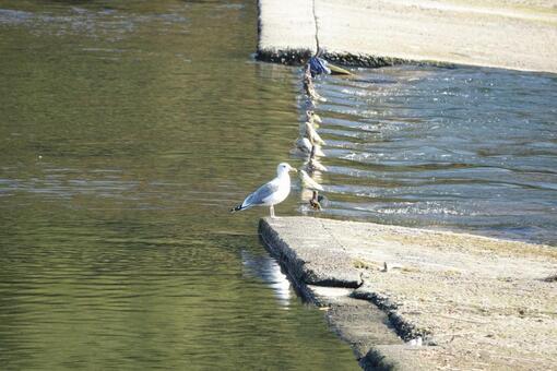 鳥 鳥の写真