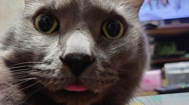 舌しまい忘れ猫 舌しまい忘れ猫 猫,ねこ,グレー猫の写真素材
