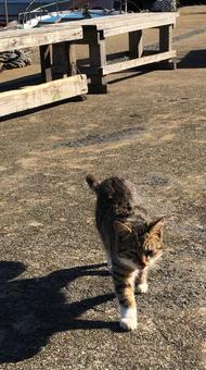 Photo, cat island, cat, island, 