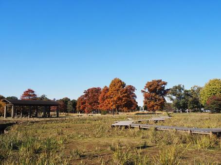 秋の水元公園・煉瓦色の木＆散歩道・葛飾区 秋,水元公園,紅葉の写真素材