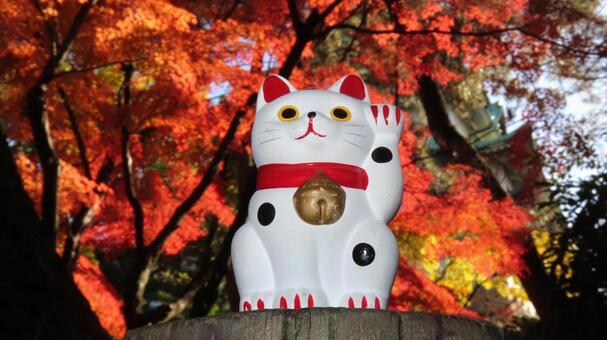 招き猫　紅葉狩り 招き猫,縁起物,置物の写真素材