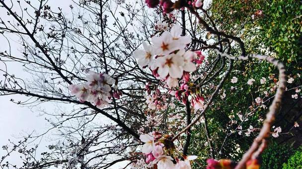 桜の写真
