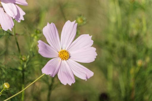 淡いピンクのコスモスの花 淡いピンクのコスモスの花 コスモス,花,ピンクの写真素材