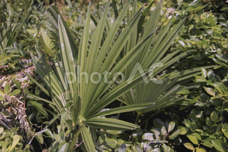 生い茂るヤシの葉 観葉植物,植木,草むらの写真素材