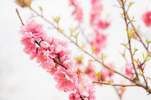 明るく爽やかイメージの梅の花 明るく爽やかイメージの梅の花の写真