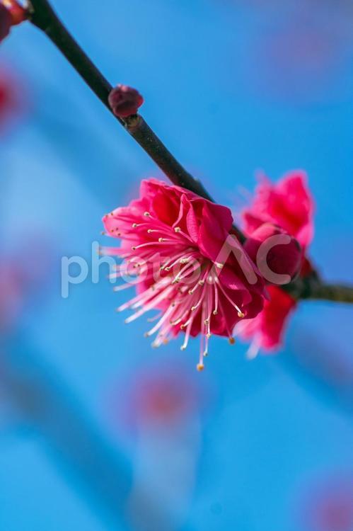 赤い梅の花と蕾、青空背景、縦構図 梅,紅梅,青空の写真素材