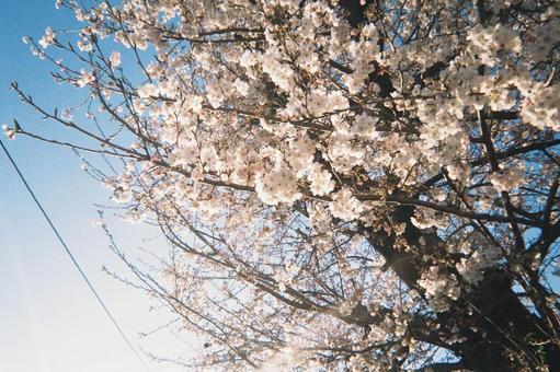 暮れかけの日と桜② 暮れかけの日と桜②の写真