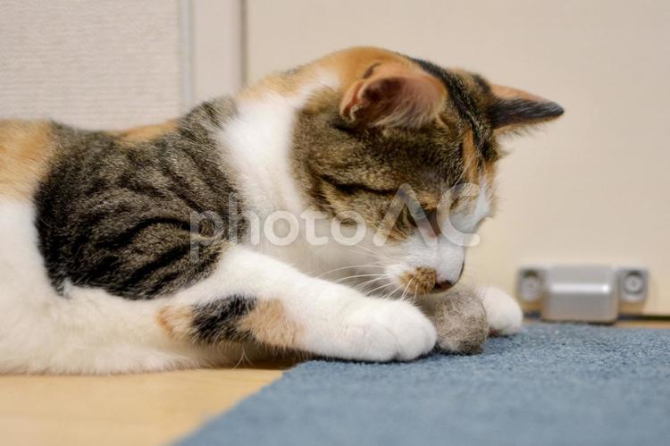 自分の毛玉ボールの匂いを嗅ぐ三毛猫 猫,三毛猫,ペットの写真素材