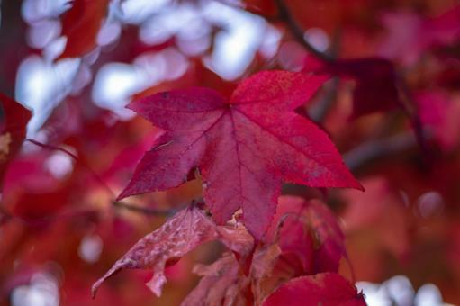 紅葉 淡路島,晴天,海の写真素材