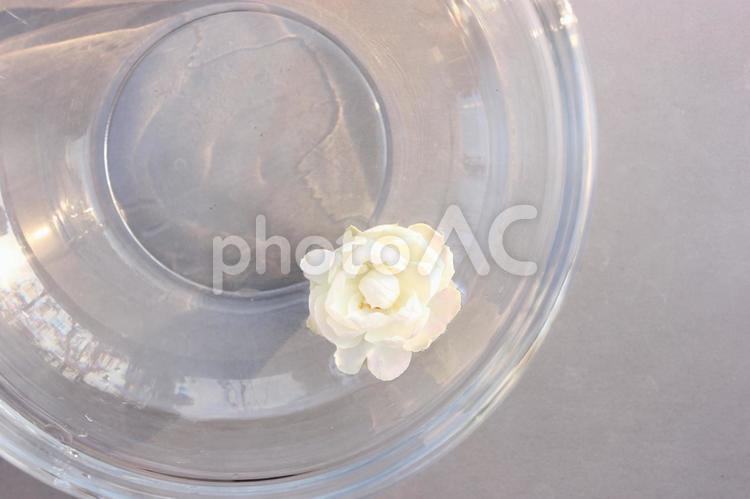 水に浮かぶ一輪の薔薇 植物,花,バラの写真素材