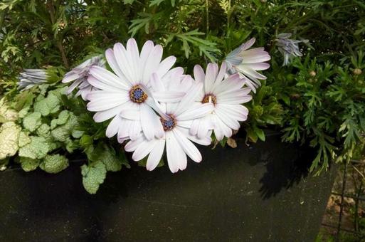 花 flower 花 flowerの写真