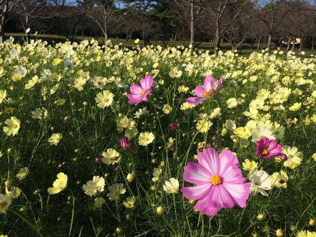 コスモスの写真