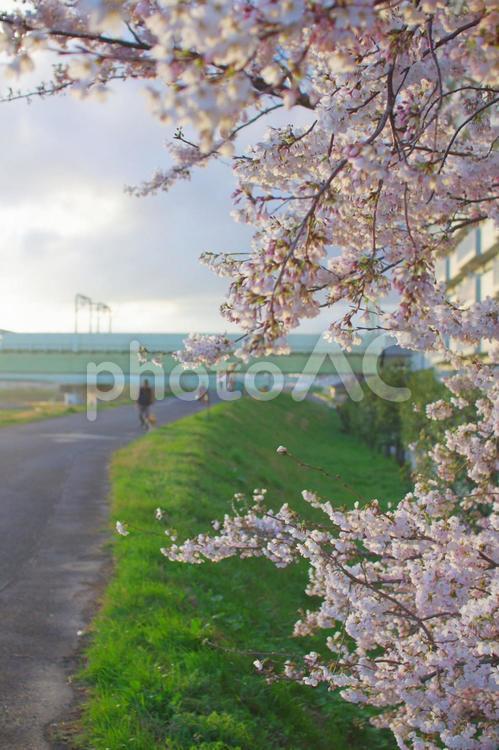 川の堤防沿いの桜の木 サクラ,公園,卒業式の写真素材