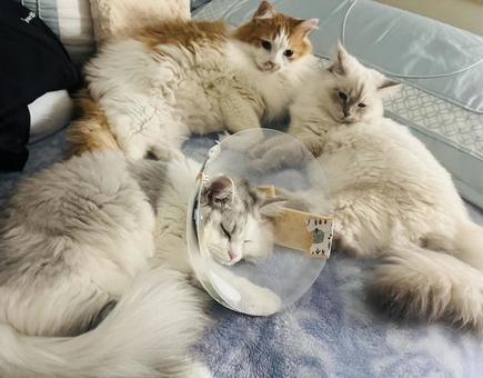 Elizabethan collar, JPG Elizabethan collar, JPG