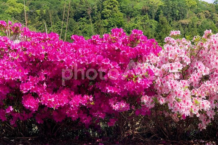 びっしり咲いたツツジ ツツジ,鮮やか,花の写真素材