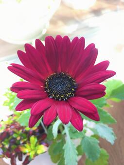 ガーベラの写真