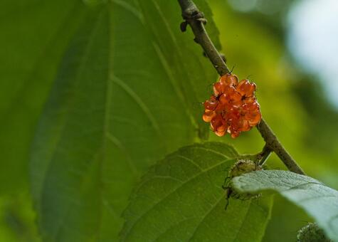 コウゾの実 葉,自然,夏の写真素材