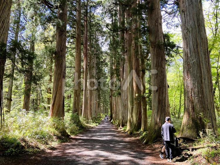 戸隠神社／長野 絶景スポット,日本の絶景1120,長野の写真素材