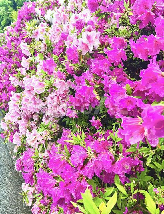色とりどりのつつじ つつじ,ピンクのつつじ,花の写真素材