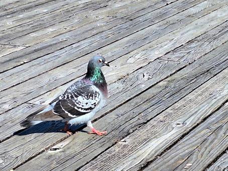 Photo, dove, wood deck, birds, 