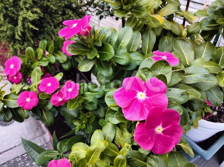鮮やかなピンクのニチニチソウの花々 ニチニチソウ,日々草,ピンクの写真素材