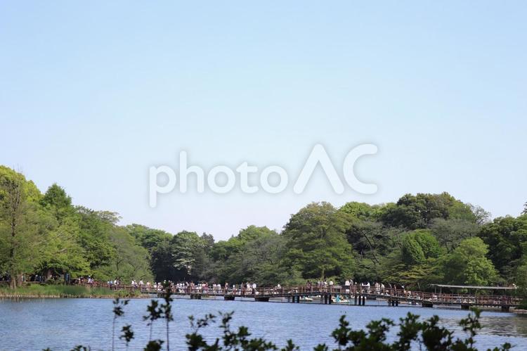 井の頭公園の湖の遠景 井の頭公園,井の頭池,公園の写真素材