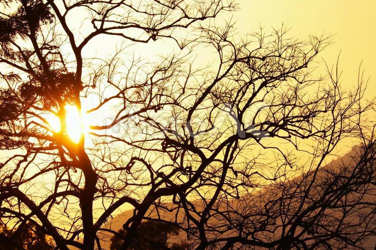 夕陽と枯れ枝 夕日,梅の木,蝋梅の写真素材