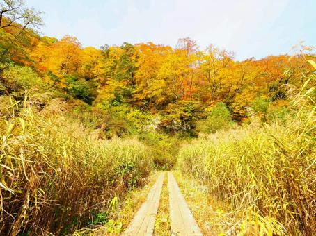 紅葉(雨飾山) 紅葉(雨飾山) 紅葉,秋,もみじの写真素材