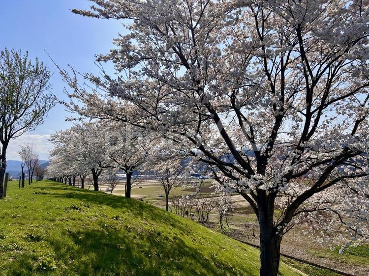 桜並木 桜,空,春の写真素材