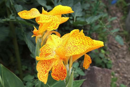 カンナの花開花 カンナの花開花の写真