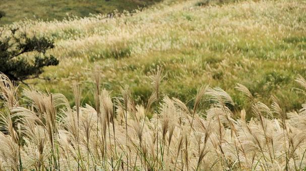 稲取細野高原のすすき野原　28 稲取細野高原,ススキ,秋の写真素材
