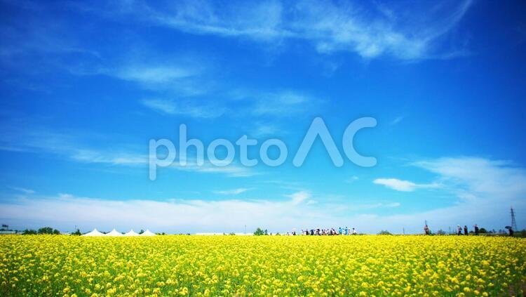 爽やかな菜の花畑 菜の花畑,旅行,夏の写真素材