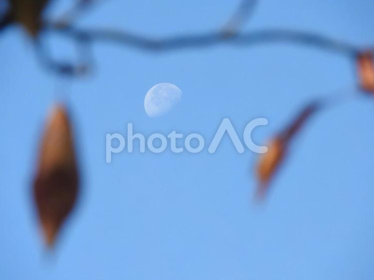 秋のお月様 月,お月様,moonの写真素材