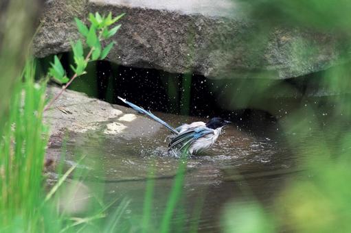 Blue-tailed Magpie Bathing in Water, JPG