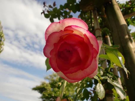 ピンク色の薔薇の花と空 ピンク色の薔薇の花と空の写真