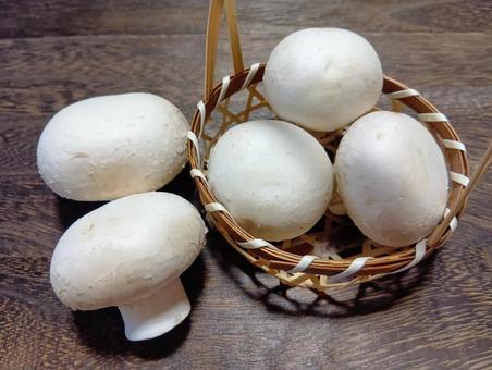 ホワイトマッシュルーム きのこ,白色,ホワイトの写真素材